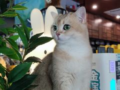 -咖法森林·咖啡  酒吧(天河店)