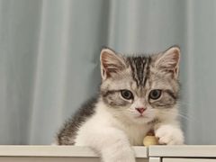 -lincat·猫舍(广州店)