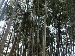 -秋霞圃