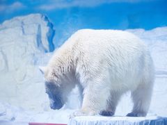 -大连老虎滩海洋公园