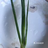 苏州人的家常菜之清炒蚕豆！