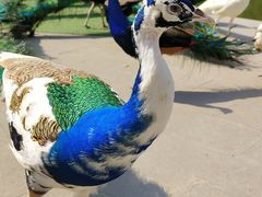 -西双版纳原始森林公园