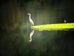 -重庆彩云湖湿地公园