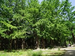 -阳台山自然风景区