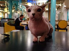 -猫小院猫主题咖啡厅(北锣店)