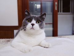 -秀猫阁·猫咪花园(万达店)