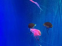 -海合安成都极地海洋公园