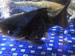 -农汤老店(顺联公园里店)