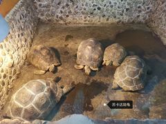 -上海大自然野生昆虫馆(东方明珠·爬宠昆虫探索中心)