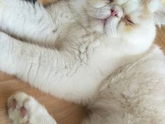 -喜茶(永旺梦乐城店)