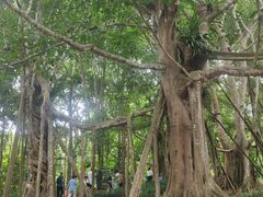 -中国科学院西双版纳热带植物园