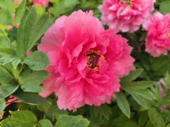 -洛阳市隋唐城遗址植物园