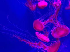 -沈阳海洋探索中心