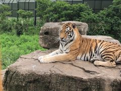 -上海野生动物园
