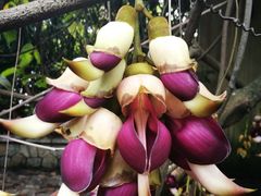 -华南国家植物园-售票处