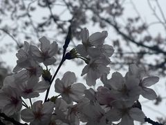 -高东镇樱花园