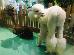 -藦茜花园宠物主题亲子互动体验馆(国顺东路店)