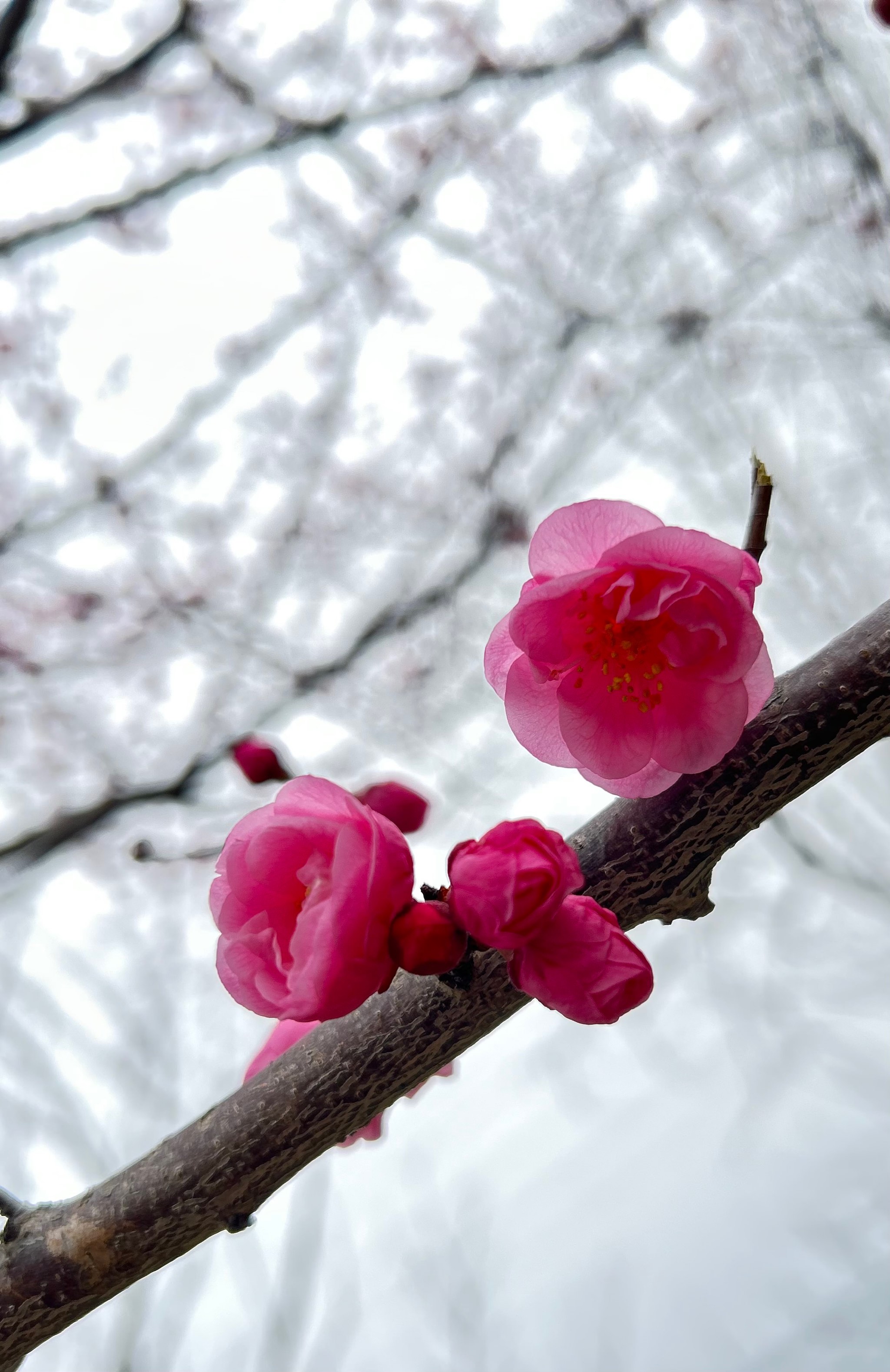 天坛公园梅花图片