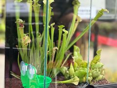 -北京植物园-展览温室