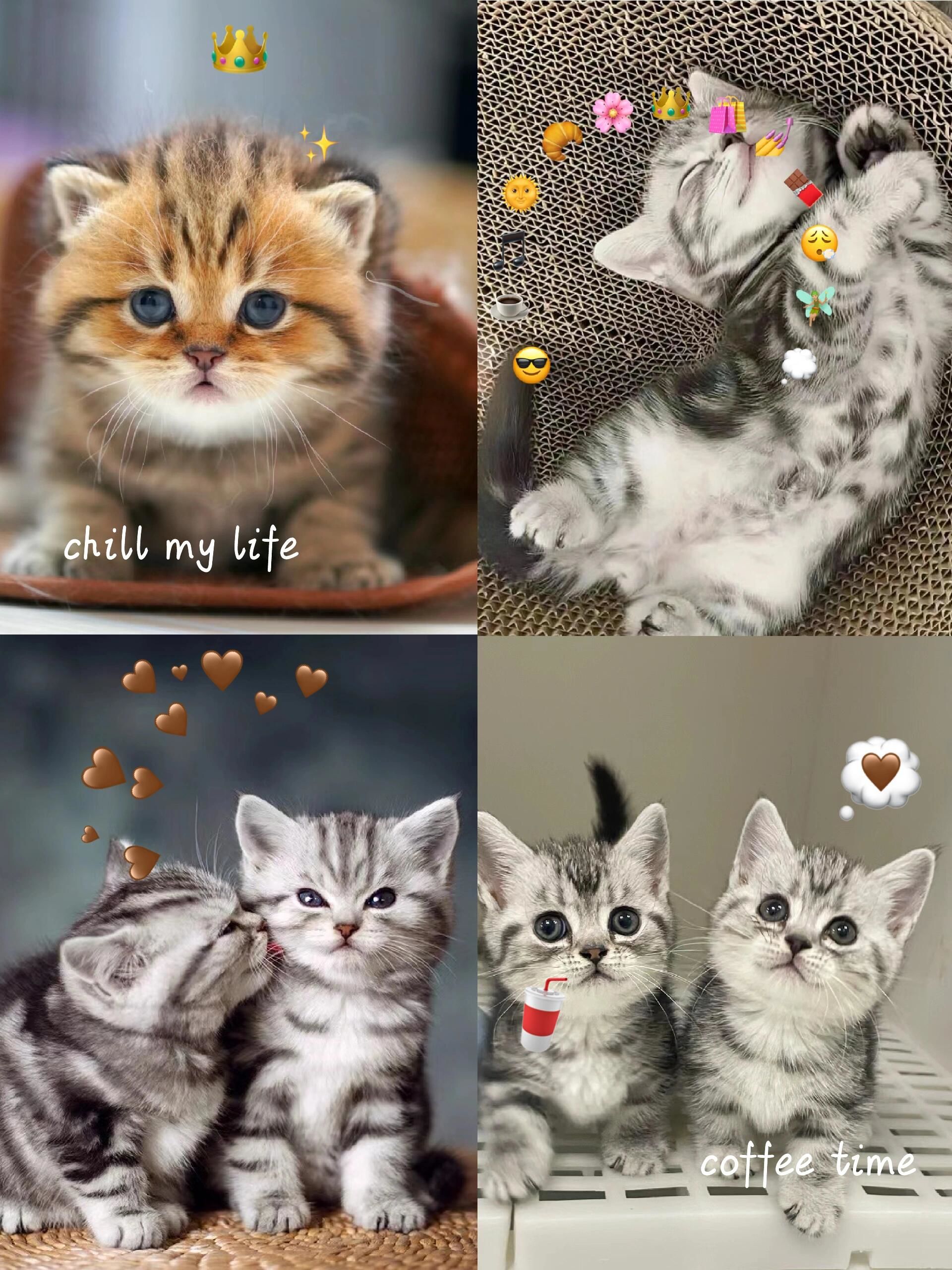 超酷小虎斑～斑虎猫,又称斑纹猫!