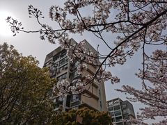 -高东镇樱花园