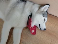 -Husky Go! 哈士奇体验馆·宠物咖啡厅狗咖