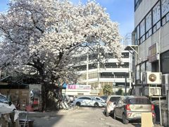 -西归浦每天偶来市场