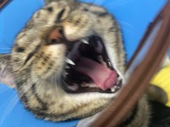 -御宝贝·A梦猫科宠物医院(国际猫友好医院)