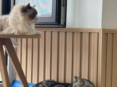 -鼓捣猫呢主题猫咖店