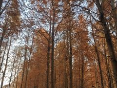 -上海海湾国家森林公园