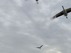 -盐城丹顶鹤湿地生态旅游区