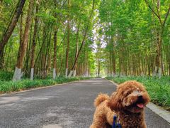 -桤木河湿地公园