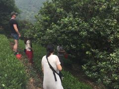 -西山樟坞健康果园枇杷杨梅采摘