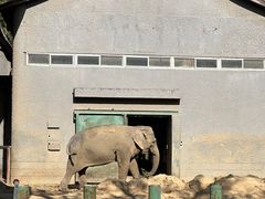 -鸡鸣汤包(红山动物园店)