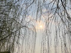 -空港花田景区