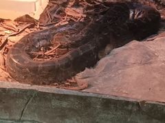 -深圳野生动物园