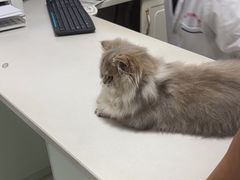 -可蒙动物医院·猫科·骨科中心(首义路店)