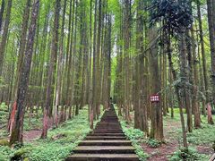 -武陵山森林公园