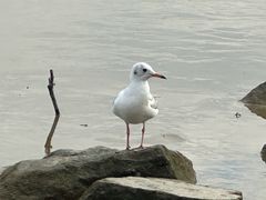 -深圳湾公园(南山区)