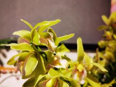 -谷咖啡·鲜花绿植花园餐厅