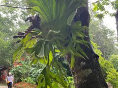 -中国科学院西双版纳热带植物园