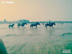 -碧海金沙