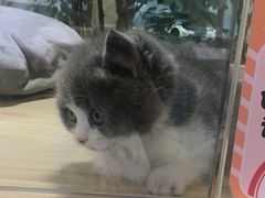 -屋虎猫馆(宝安大仟里店)