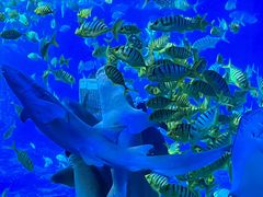 -太平洋海底世界