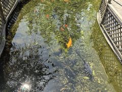 -九尺赵老四鲜鹅肠火锅