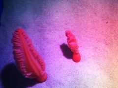 -瑞普利水族馆