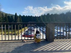 -武陵山森林公园