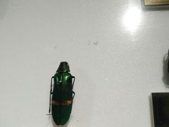 -上海昆虫博物馆