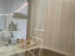 -飞行喵MR PILOT|猫舍·猫咖(静安大融城店)