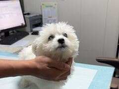 -半岛宠物医院24小时(科华中路店)